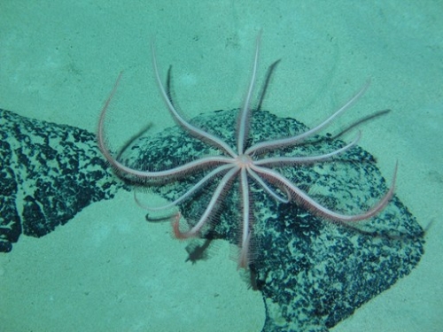 蛟龙号成功进行航次首潜 开展微型?？厍彼魇匝? border=